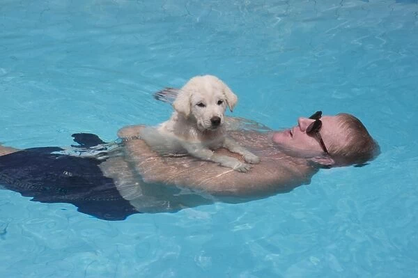 Domestic Dog, Kintamani, puppy, resting on man swimming in pool, Jakarta, Java, Indonesia