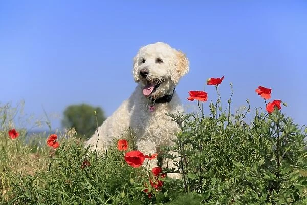 Domestic Dog, Labradoodle, adult male, wearing collar, panting, sitting amongst flowering poppies in meadow
