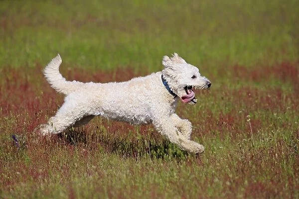 Domestic Dog, Labradoodle, adult male, wearing collar, running in meadow, Rhineland-Palatinate, Germany, May