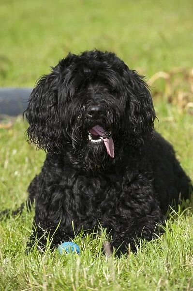 Domestic Dog, Labradoodle, adult, panting, resting beside ball on grass, England, july