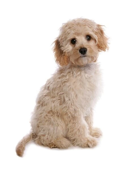 Domestic Dog, Labradoodle, puppy, sitting