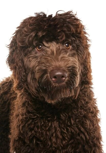 Domestic Dog, Labradoodle, young female, close-up of head