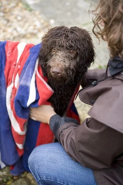 Domestic Dog, Labradoodle, young female, with owner drying wet coat with towel in garden, England, december