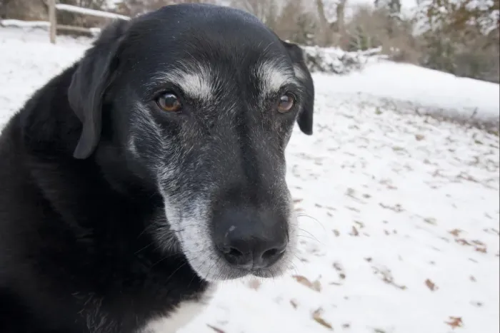 Framed Print : Domestic Dog, labrador cross mongrel, elderly adult, close-up of head, sitting in snow, England, december Framed Print : Domestic Dog, labrador cross mongrel, elderly adult, close-up of head, sitting in snow, England, december