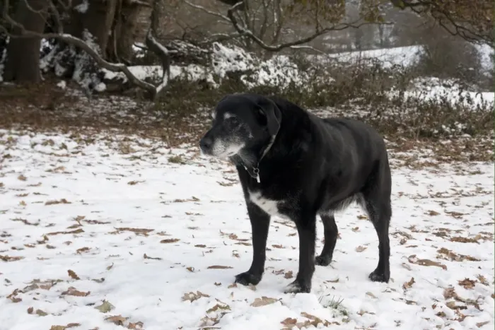 Framed Print : Domestic Dog, labrador cross mongrel, elderly adult, standing in snow, England, december Framed Print : Domestic Dog, labrador cross mongrel, elderly adult, standing in snow, England, december