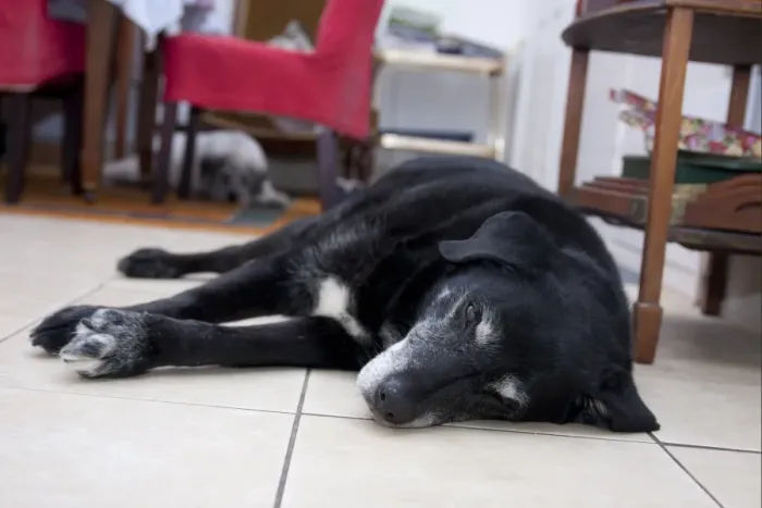 Framed Print : Domestic Dog, labrador cross mongrel, with Greek Mountain Dog in background, elderly adults, resting on house floor Framed Print : Domestic Dog, labrador cross mongrel, with Greek Mountain Dog in background, elderly adults, resting on house floor
