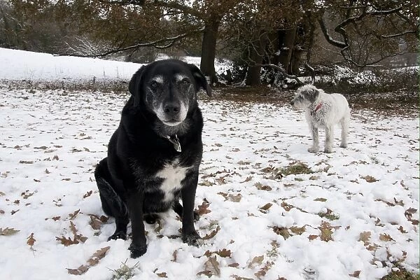 Domestic Dog, labrador cross mongrel and Greek Mountain Dog, elderly adults, in snow, England, december