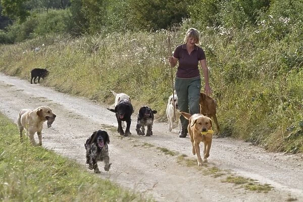 Domestic Dog, Labrador Retrievers and Cocker Spaniels, gamekeeper taking gundogs for walk along farm track