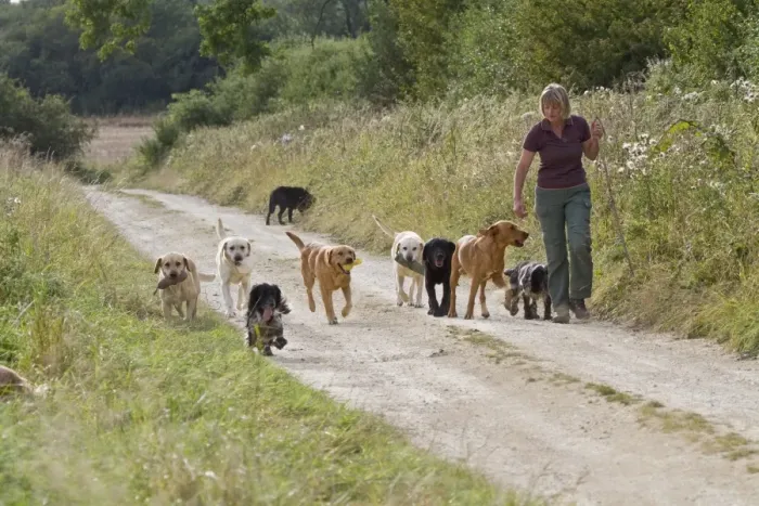 Framed Print : Domestic Dog, Labrador Retrievers and Cocker Spaniels, gamekeeper taking gundogs for walk along farm track