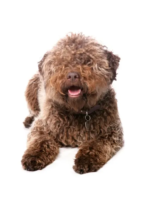Framed Print : Domestic Dog, Lagotto Romagnolo, adult female, laying, with collar and tag Framed Print : Domestic Dog, Lagotto Romagnolo, adult female, laying, with collar and tag