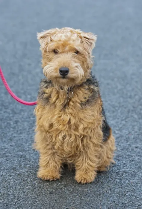 Framed Print : Domestic Dog, Lakeland Terrier, adult male, sitting, wearing collar and tag, on lead, Cumbria, England, january Framed Print : Domestic Dog, Lakeland Terrier, adult male, sitting, wearing collar and tag, on lead, Cumbria, England, january
