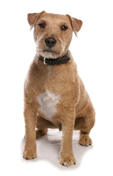 Domestic Dog, Lakeland Terrier cross, adult male, sitting, with collar