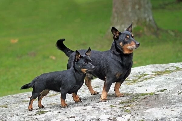 Domestic Dog, Lancashire Heeler, adult male and puppy, standing