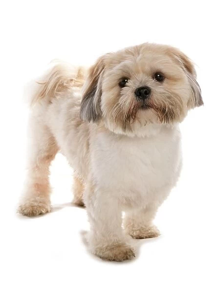 Domestic Dog, Lhasa Apso, adult, standing