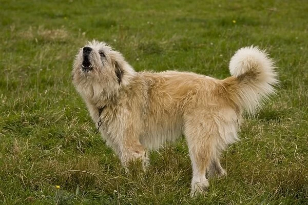 Domestic Dog, livestock guardian sheepdog, barking, guarding sheep flock, near Saxon village of Soars, Transylvania