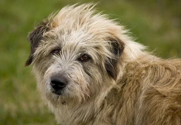 Domestic Dog, livestock guardian sheepdog, close-up of head, guarding sheep flock, near Saxon village of Soars