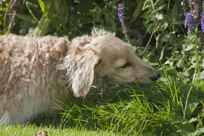 Framed Print : Domestic Dog, Long-haired Miniature Dachshund, adult male, close-up of head, chewing on grass, England, October Framed Print : Domestic Dog, Long-haired Miniature Dachshund, adult male, close-up of head, chewing on grass, England, October