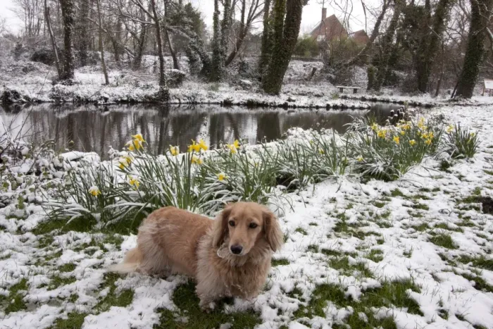 Framed Print : Domestic Dog, Long-haired Miniature Dachshund, adult male, standing on snow beside flowering daffodils and pond Framed Print : Domestic Dog, Long-haired Miniature Dachshund, adult male, standing on snow beside flowering daffodils and pond