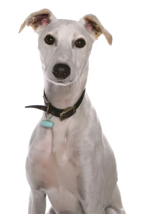 Framed Print : Domestic Dog, Lurcher, adult, close-up of head, with collar and tag