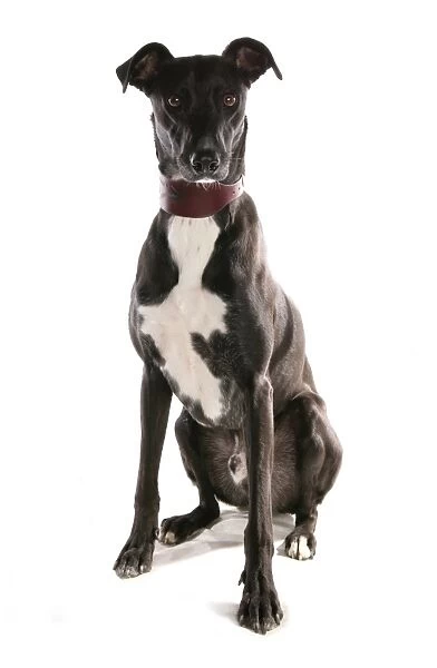 Domestic Dog, Lurcher, adult, sitting, with collar