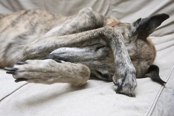 Domestic Dog, Lurcher cross, elderly adult, with heart condition, close-up of head and front legs, sleeping, England