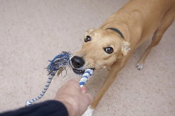 Domestic Dog, Lurcher cross mongrel, adult female, playing tug-of-war with owner, England