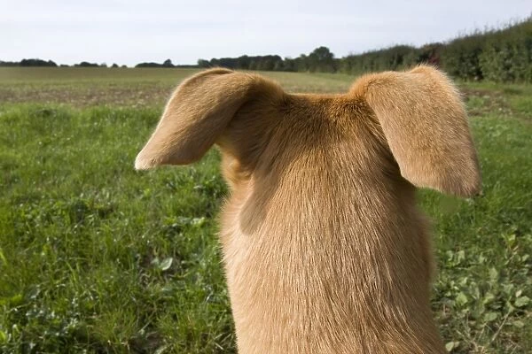 Domestic Dog, Lurcher cross mongrel, adult female, rear view of head, pricking ears back, looking across farmland