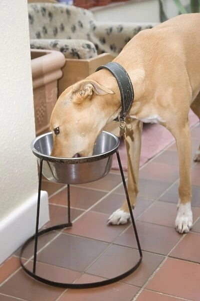 Domestic Dog, Lurcher cross mongrel, adult female, feeding from bowl on stand indoors, England, september