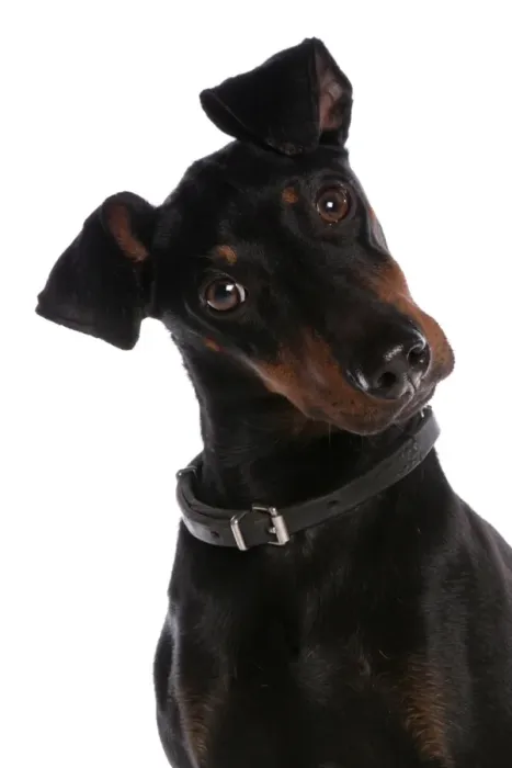 Framed Print : Domestic Dog, Manchester Terrier, adult male, with collar, close-up of head Framed Print : Domestic Dog, Manchester Terrier, adult male, with collar, close-up of head