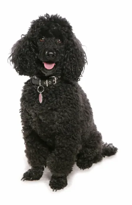 Framed Print : Domestic Dog, Miniature Poodle, adult, sitting Framed Print : Domestic Dog, Miniature Poodle, adult, sitting