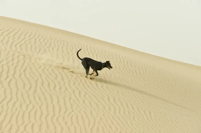 Framed Print : Domestic Dog, mongel (Saluki crossbreed), typical desert dog adult, running on sand dunes in desert, Abu Dhabi Framed Print : Domestic Dog, mongel (Saluki crossbreed), typical desert dog adult, running on sand dunes in desert, Abu Dhabi