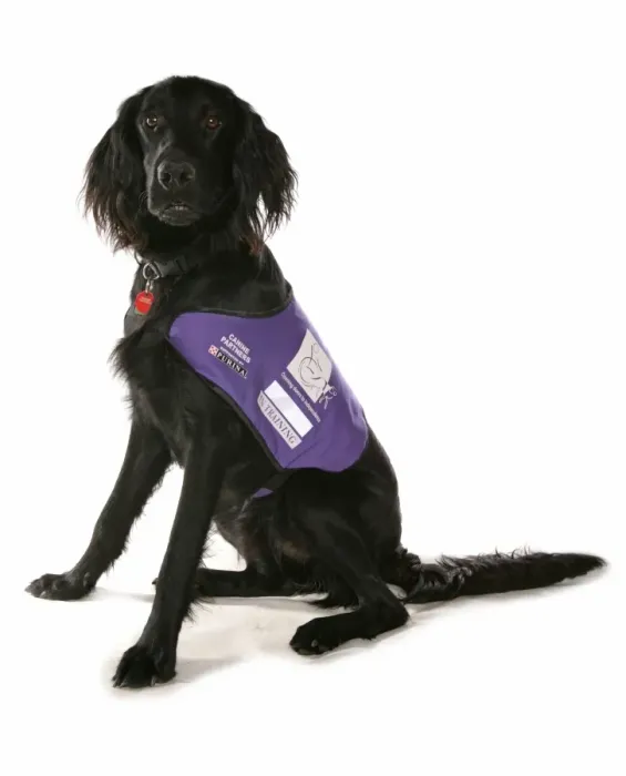 Framed Print : Domestic Dog, mongrel, adult, assistance dog in training, sitting, with collar and tag Framed Print : Domestic Dog, mongrel, adult, assistance dog in training, sitting, with collar and tag