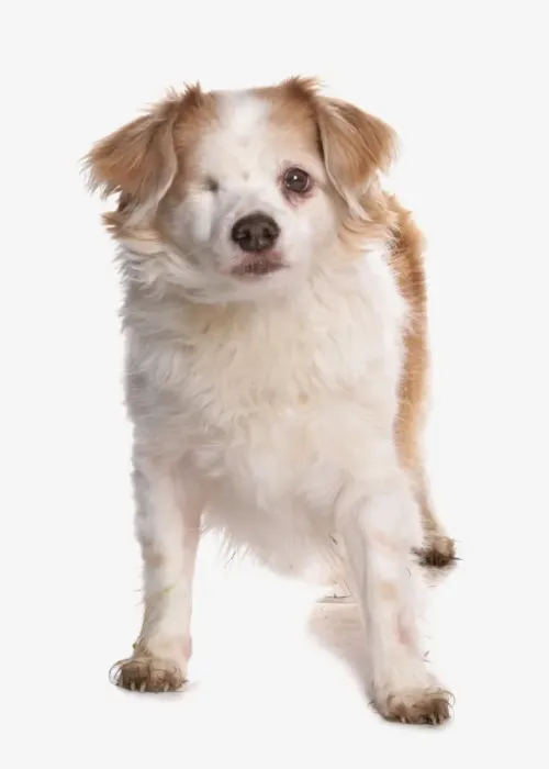 Framed Print : Domestic Dog, mongrel, adult, with one eye missing, standing Framed Print : Domestic Dog, mongrel, adult, with one eye missing, standing