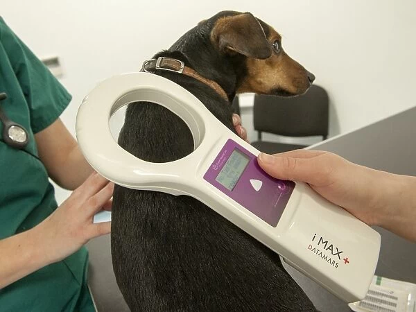 Domestic Dog, mongrel, adult, being scanned for microchip by vet at veterinary surgery, England, February