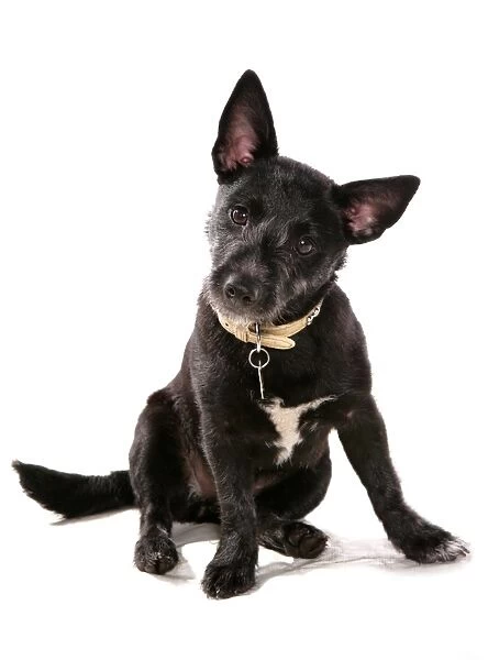 Domestic Dog, mongrel, adult, sitting, with collar