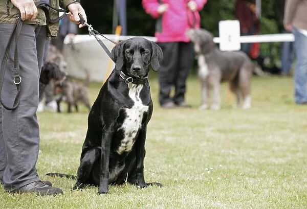 Domestic Dog, mongrel, adult, sitting on grass at dog show, on lead held by owner, England, june