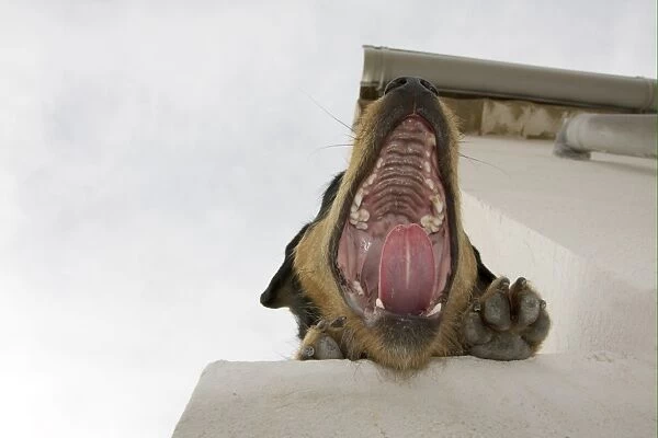 Domestic Dog, mongrel, adult, yawning, close-up of head, laying on wall of whitewashed house, England