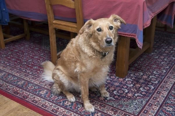 Domestic Dog, mongrel, elderly adult male, sitting on rug beside table and chairs, England
