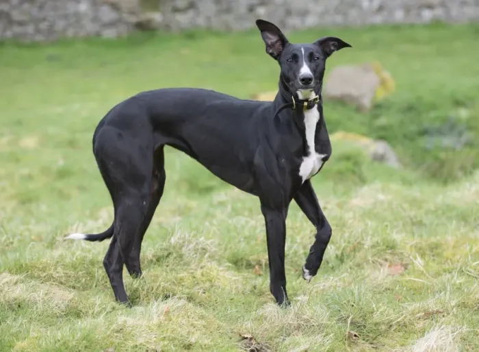 Framed Print : Domestic Dog, mongrel (Greyhound crossbreed), adult, wearing collar, standing on grass, Allendale, Northumberland Framed Print : Domestic Dog, mongrel (Greyhound crossbreed), adult, wearing collar, standing on grass, Allendale, Northumberland