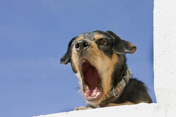 Domestic Dog, mongrel, puppy, wearing collar, yawning, laying on wall