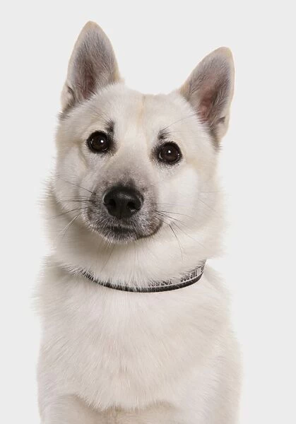 Domestic Dog, Norwegian Buhund, adult male, close-up of head, with collar