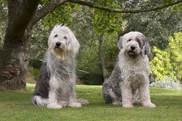 Domestic Dog, Old English Sheepdog, elderly adult female and young female, sitting on grass, England, september
