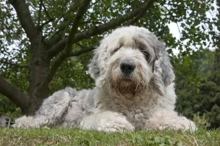 Framed Print : Domestic Dog, Old English Sheepdog, young female, resting on grass, England, september