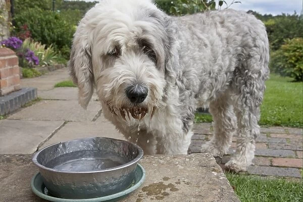 Domestic Dog, Old English Sheepdog, adult female, drinking water from bowl in garden, England, september