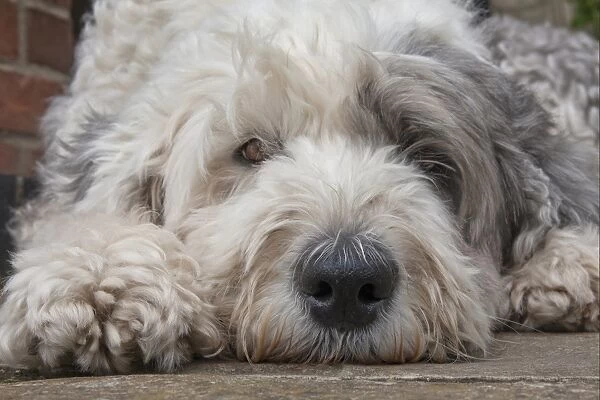 Domestic Dog, Old English Sheepdog, young female, close-up of head, resting in garden, England, september