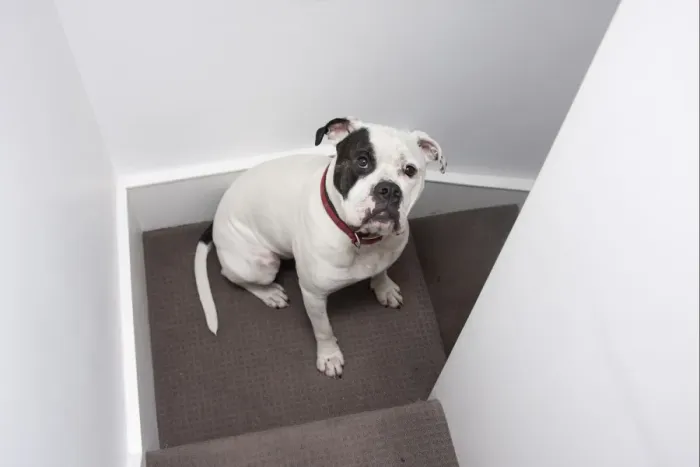 Framed Print : Domestic Dog, Old Tyme Bulldog, adult male, sitting on stairs in house, England Framed Print : Domestic Dog, Old Tyme Bulldog, adult male, sitting on stairs in house, England