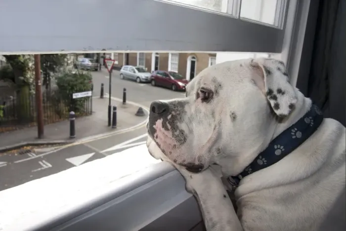 Framed Print : Domestic Dog, Old Tyme Bulldog, adult, close-up of head, looking out through open window in city apartment, London