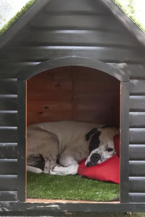 Framed Print : Domestic Dog, Old Tyme Bulldog, resting in kennel, England, august Framed Print : Domestic Dog, Old Tyme Bulldog, resting in kennel, England, august