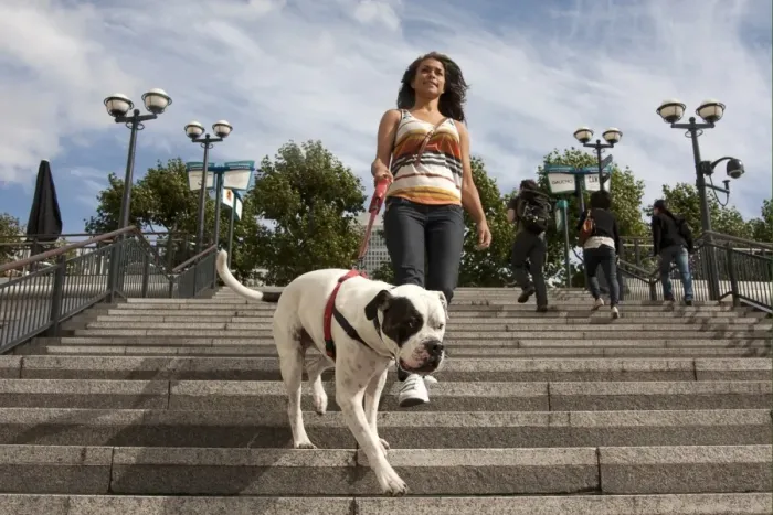 Framed Print : Domestic Dog, Old Tyme Bulldog, adult, on lead, being walked by young woman owner down steps in city, Canary Wharf Framed Print : Domestic Dog, Old Tyme Bulldog, adult, on lead, being walked by young woman owner down steps in city, Canary Wharf