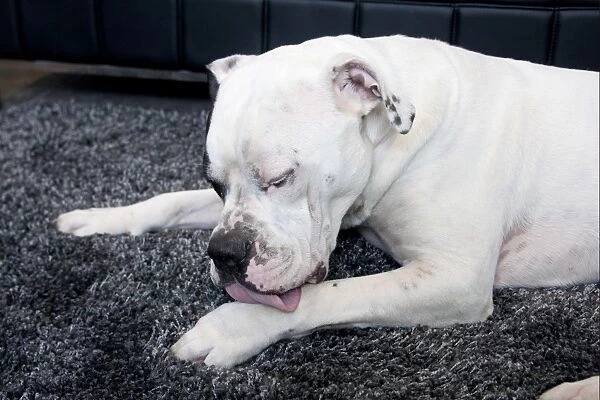 Domestic Dog, Old Tyme Bulldog, adult, licking leg, resting on rug, England